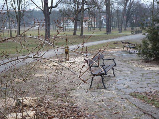 Baumf&auml;llen am Parkteich (Foto: Karl-Heinz Herrmann)