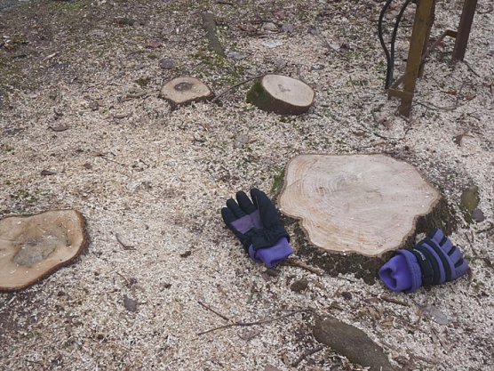 Baumf&auml;llen am Parkteich (Foto: Karl-Heinz Herrmann)