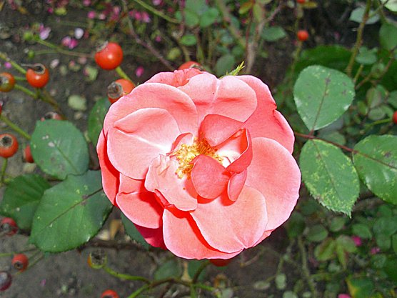 Rosen stehen immer noch in Bl&uuml;tenpracht (Foto: Thomas Leipold)