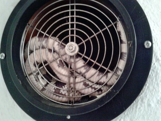 Schlange im L&uuml;ftungsschacht (Foto: Polizei G&ouml;ttingen)