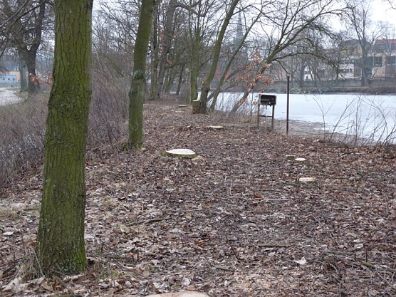 Baumf&auml;llen am Parkteich (Foto: Karl-Heinz Herrmann)