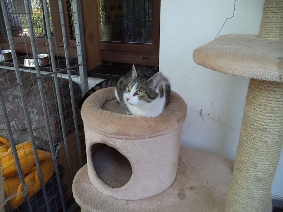 Tier der Woche Wera (Foto: Tierheim ndh) Tier der Woche Wera (Foto: Tierheim ndh)