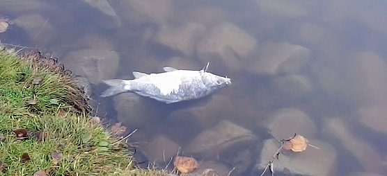 Ursache bleibt r&auml;tselhaft (Foto: Privat)