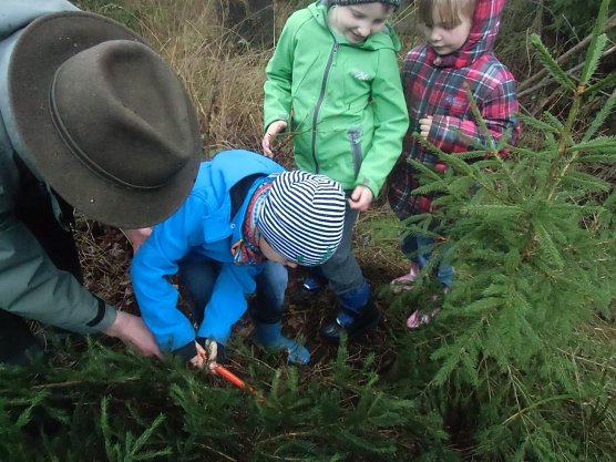 Der Tannenbaum im Winterwald (Foto: Kindervilla Bad Frankenhausen)