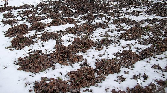 Erdbeerpflanze (Foto: Karl-Heinz Herrmann)