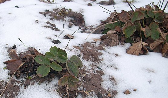 Erdbeerpflanze (Foto: Karl-Heinz Herrmann)