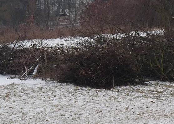 Baumschnitt f&uuml;r Osterfeuer (Foto: Karl-Heinz Herrmann)