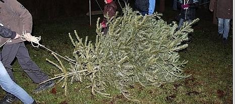 Ausrangierte Weihnachtsb&auml;ume sind begehrt! (Foto: Karl-Heinz Herrmann)