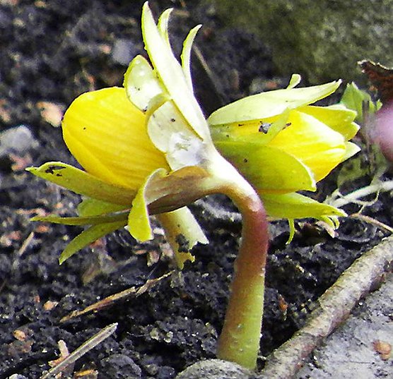 Grüße vom Frühling (Foto: Ch. Wiesemann) Grüße vom Frühling (Foto: Ch. Wiesemann)