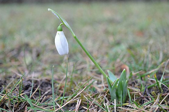 Fr&uuml;hling in Greu&szlig;en? (Foto: Andreas Hocke)