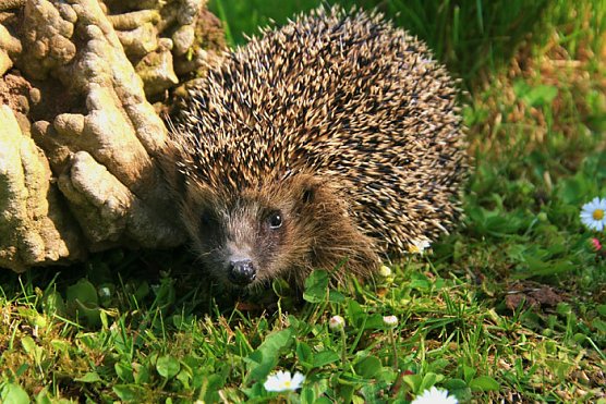 Igel (Foto: G&uuml;nter Herting)