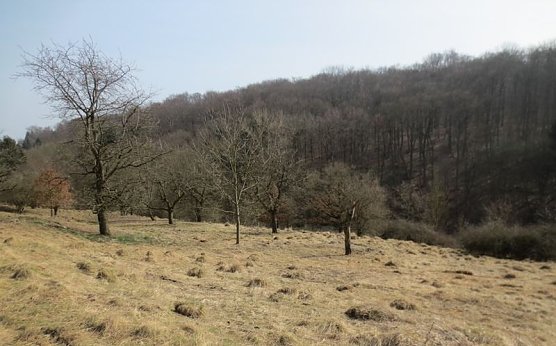 Fläche nach der Entbuschung (Foto: privat) Fläche nach der Entbuschung (Foto: privat)