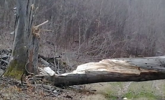 Riese Timpetu in der Windleite? (Foto: Karl-Heinz Herrmann)