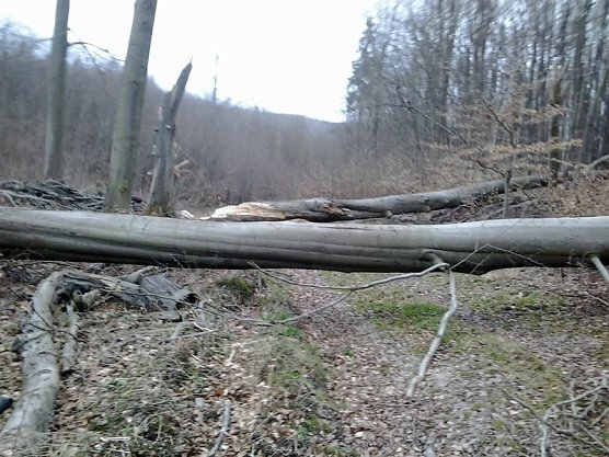 Riese Timpetu in der Windleite? (Foto: Karl-Heinz Herrmann)