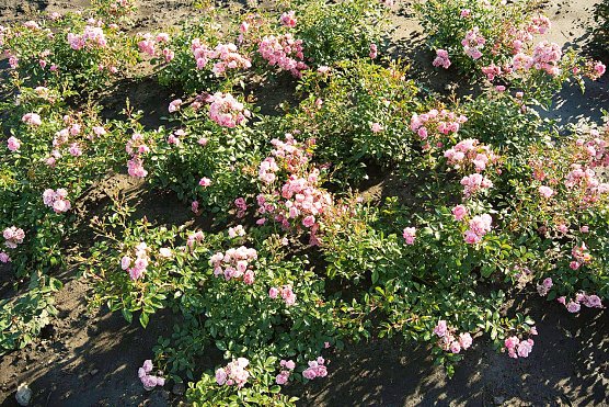 Die Pflanzen entwickelten sich pr&auml;chtig, The Fairy bl&uuml;hte rosafarben auf (Foto: Stiftung Warentest)