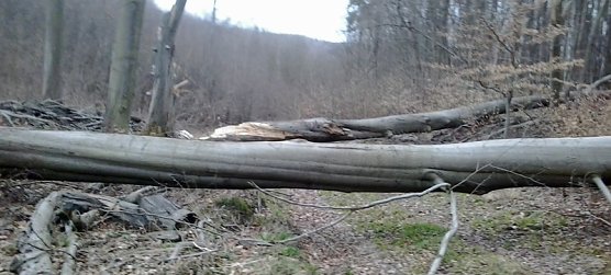 Baum (Foto: Karl-Heinz Herrmann) Baum (Foto: Karl-Heinz Herrmann)