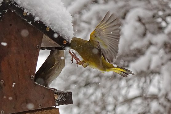 Winter im April - Vögel im Schnee (Foto: Christiane Wiesemann) Winter im April - Vögel im Schnee (Foto: Christiane Wiesemann)