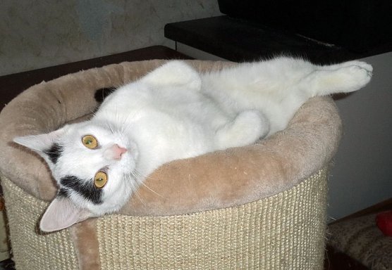 Ella (Foto: B. Hellrung)