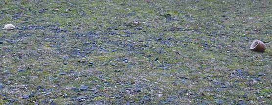 Taubenf&uuml;tterung (Foto: Karl-Heinz Herrmann)