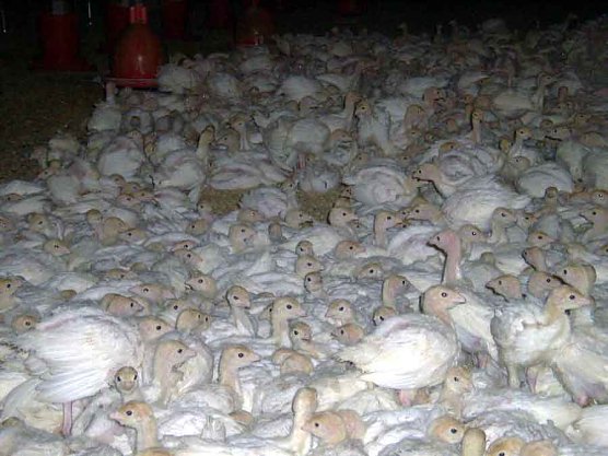 kn- Forum: Tierversuchstag 2015 (Foto: Privat) kn- Forum: Tierversuchstag 2015 (Foto: Privat)