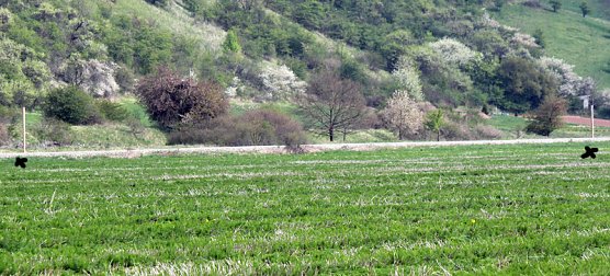 Marterpf&auml;hle am Unstrut-Werra-Radweg? (Foto: Karl-Heinz Herrmann)
