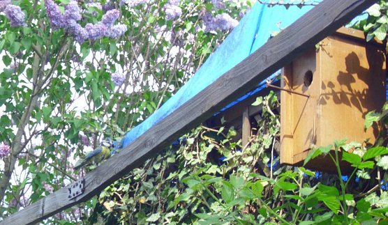 Alle V&ouml;gel sind schon da, (Foto: Thomas Leipold)