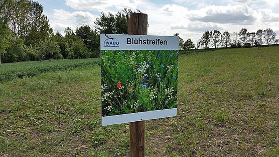 Feldraine und Blühstreifen (Foto: Nabu Kyffhäuserkreis) Feldraine und Blühstreifen (Foto: Nabu Kyffhäuserkreis)
