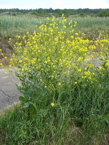 Artenschutz braucht viele Helfer (Foto: Landratsamt Kyffhäuserkreis) Artenschutz braucht viele Helfer (Foto: Landratsamt Kyffhäuserkreis)