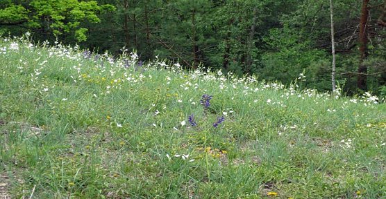 Landschaftspflege rund um den Schlachtberg... (Foto: Privat)
