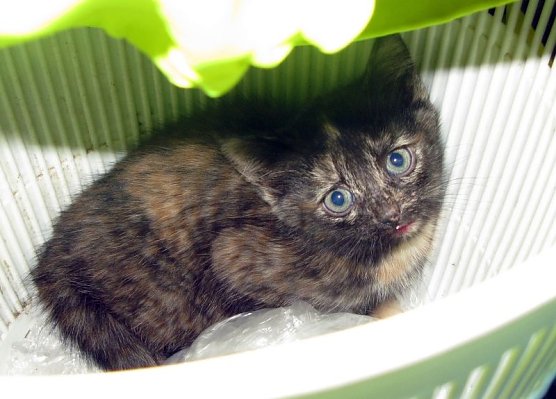 Gerettet (Foto: API)