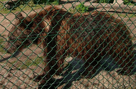 Possenb&auml;r (Foto: Karl-Heinz Herrmann)