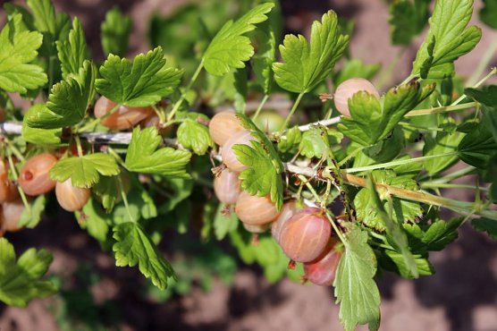 Am Strauch zerkocht? (Foto: Karl-Heinz Herrmann)