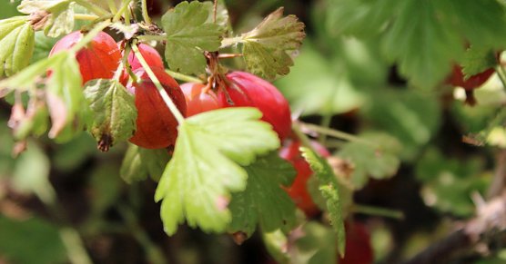 Am Strauch zerkocht? (Foto: Karl-Heinz Herrmann)