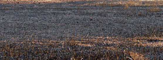 Und wieder brennt ein Feld (Foto: Karl-Heinz Herrmann)