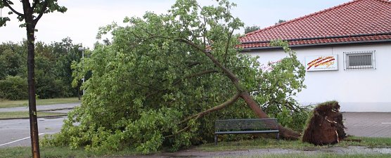 Im Landkreis Nordhausen riss der kurze aber heftige Sturm am Abend mehrere B&auml;ume um (Foto: Angelo Glashagel)