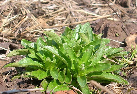 Feldsalat (Foto: Karl-Heinz Herrmann)