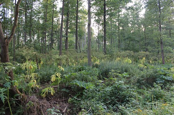 Vorsicht, da wächst was ran (Foto: Karl-Heinz Herrmann) Vorsicht, da wächst was ran (Foto: Karl-Heinz Herrmann)