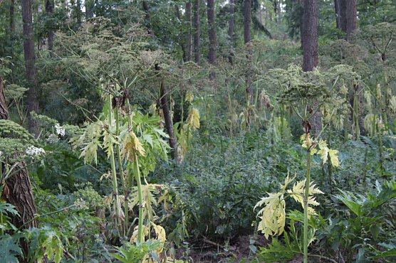 Vorsicht, da wächst was ran (Foto: Karl-Heinz Herrmann) Vorsicht, da wächst was ran (Foto: Karl-Heinz Herrmann)