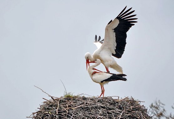 NABU Thüringen zieht Bilanz: 2015 gutes Jahr für Weißstörche (Foto: Klaus Schmidt, NABU Thüringen) NABU Thüringen zieht Bilanz: 2015 gutes Jahr für Weißstörche (Foto: Klaus Schmidt, NABU Thüringen)