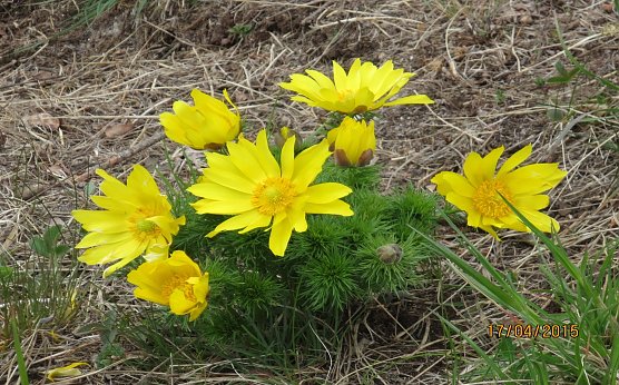 Einzigartiger Trockenrasen gerettet (Foto: Landschaftspflegeverband S&uuml;dharz/ Kyffh&auml;user)