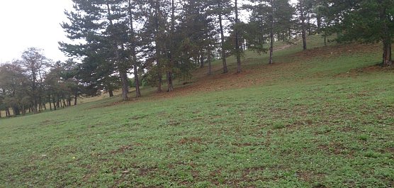 Einzigartiger Trockenrasen gerettet (Foto: Landschaftspflegeverband S&uuml;dharz/ Kyffh&auml;user)