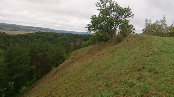 Einzigartiger Trockenrasen gerettet (Foto: Landschaftspflegeverband S&uuml;dharz/ Kyffh&auml;user)