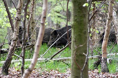 Vortrag &uuml;ber das Schwarzwild (Foto: Hohe Schrecke)