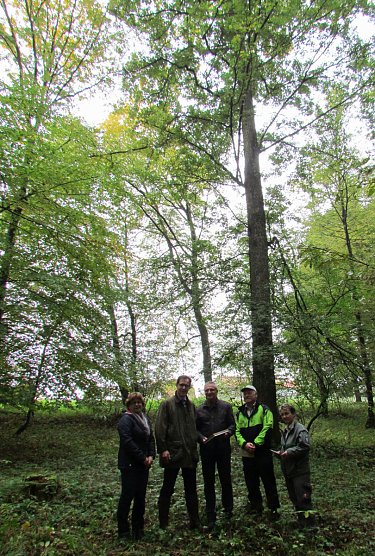 Baum des Jahres (Foto: Schutzgemeinschaft Deutscher Wald)