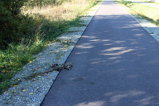 Sind ja bloss Radfahrer? (Foto: Privat)