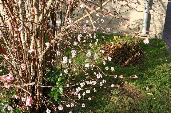 Fr&uuml;hling im November! (Foto: J&uuml;rgen M&uuml;ller)