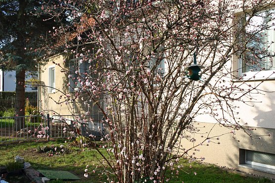 Fr&uuml;hling im November! (Foto: J&uuml;rgen M&uuml;ller)