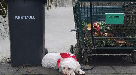 Tiere sind keine Weihnachtsgeschenke (Foto: Tierschutzbund)