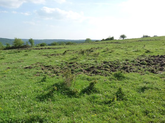 Wildschaden auf Frauenberg (Foto: Karl-Heinz Herrmann) Wildschaden auf Frauenberg (Foto: Karl-Heinz Herrmann)