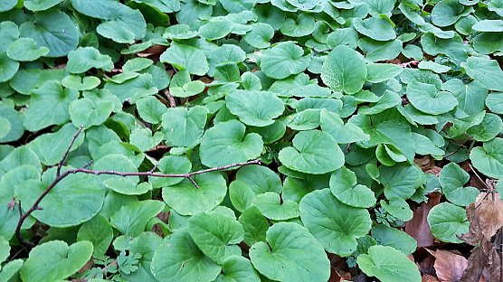 Nicht nur gr&uuml;ne Oasen (Foto: Privat)